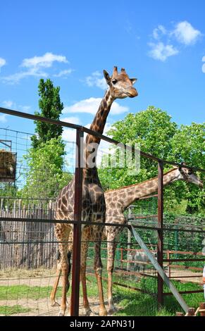 Giraffe auf dem Hintergrund von Himmel und Bäumen, steht in der Korrale, in der Nähe Stockfoto