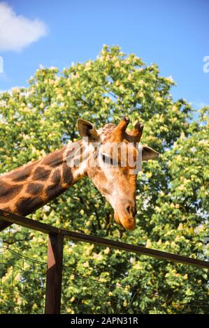 Giraffe Kopf gegen Himmel und Bäume, Nahaufnahme Stockfoto