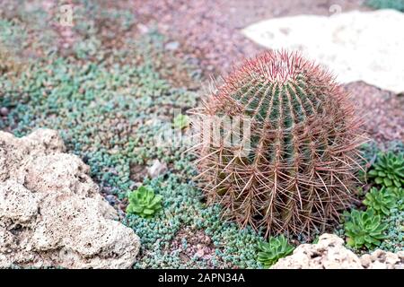 Kaktus auf Steinboden auf einem dekorierten Blumenbeet unter anderen Sukkulenten. Minimale Verarbeitung ohne Farbsättigung. Stockfoto