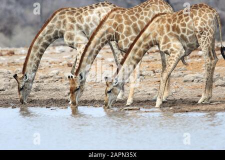Nahaufnahme von drei Giraffen, die alle zusammen in einem trinken Wasserloch Stockfoto
