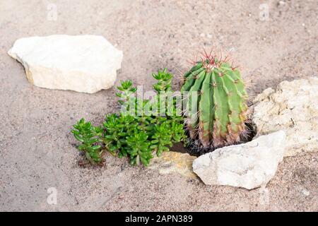 Kaktus mit saftigem Sedum auf steinigem Zierblütenbett. Stockfoto