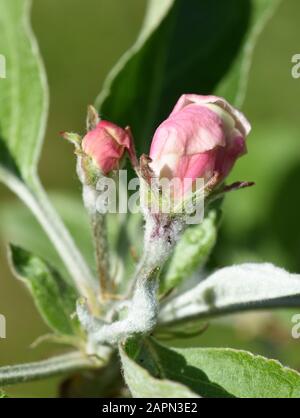 Rosafarbene Flussknospe des gewöhnlichen Birnbaums Pyrus communis Stockfoto