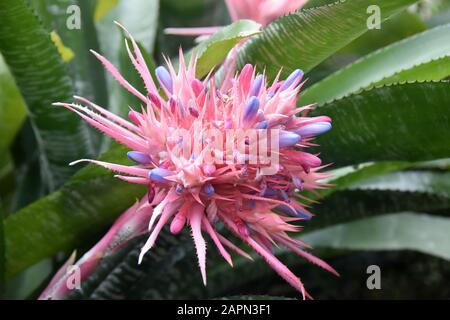 Große rosafarbene Blume auf silberfarbener Vase Urnenpflanze Aechmea fasciata Stockfoto