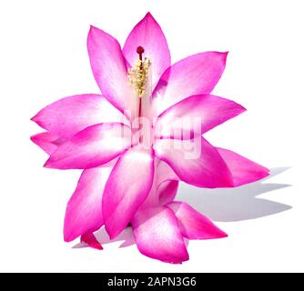 In der Nähe der rosafarbenen weihnachtsblume Schlumbergera Kaktusblume Stockfoto