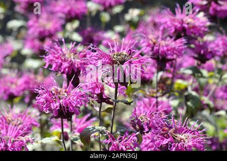 Pinkfarbenes Blumenarmbalm Monarda didyma Stockfoto