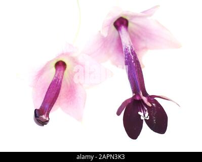 Nahaufnahme von Blume und Knospe aus der violetten Glockenrebe Rhodochiton atrosanguineum isoliert auf weißem Grund Stockfoto