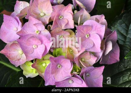 Nahaufnahme auf rosa Moppköpfe aus Blume Hydrangea macrophylla Stockfoto