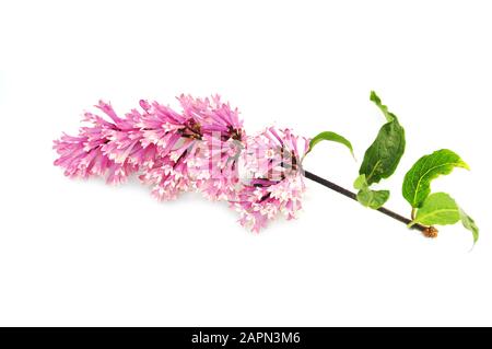 Der ungarische Flieder Syringa josikaea isoliert auf weißem Hintergrund Stockfoto