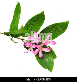 Tatarian Honigsuckle Lonicera tatarica isoliert auf weißem Hintergrund Stockfoto