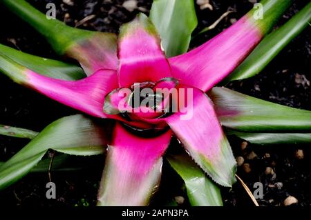 Mit Wasser gefüllte Bläschen Bromeliad Neoregelia carolinae Stockfoto