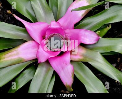 Mit Wasser gefüllte Bläschen Bromeliad Neoregelia carolinae Stockfoto