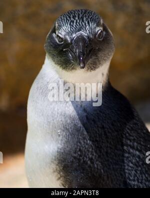 San DIEGO, VEREINIGTE STAATEN - 28. Juli 2019: Porträt eines Pinguins im Zoo von San Diego. Stockfoto