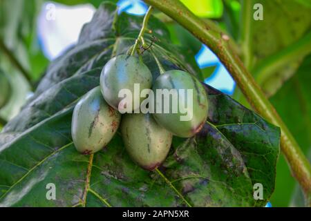 Datura Früchte auf dem Baum auf der Plantage in Dalat, Vietnam. Stockfoto