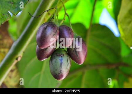 Datura Früchte auf dem Baum auf der Plantage in Dalat, Vietnam. Stockfoto