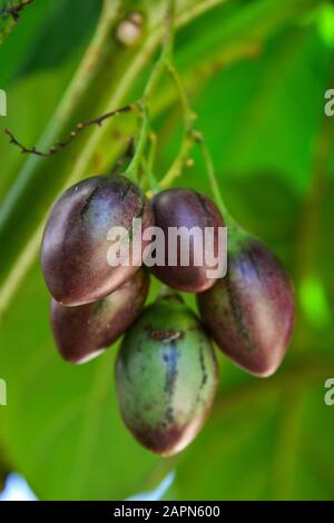 Datura Früchte auf dem Baum auf der Plantage in Dalat, Vietnam. Stockfoto