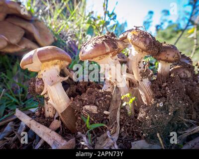 Viele Agaricus bisporus Pilze wachsen im Wald Stockfoto