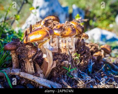 Viele Agaricus bisporus Pilze wachsen im Wald Stockfoto