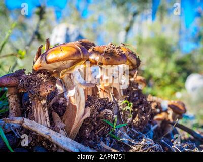 Viele Agaricus bisporus Pilze wachsen im Wald Stockfoto