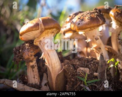 Viele Agaricus bisporus Pilze wachsen im Wald Stockfoto