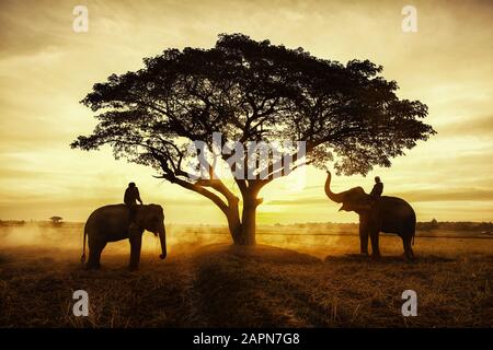 Thailand Landschaft; Silhouette Elefanten auf dem Hintergrund der Sonnenuntergang, Elefant Thai in Surin, Thailand. Stockfoto