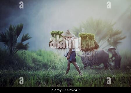 Die Landwirte beim Anbau von Reis in der Regenzeit. Sie wurden mit Wasser und Schlamm für die Aussaat vorbereitet werden. Warten Sie drei Monate zu ernten. Stockfoto