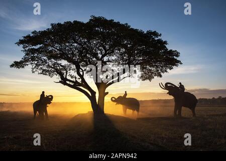 Thailand Landschaft; Silhouette Elefanten auf dem Hintergrund der Sonnenuntergang, Elefant Thai in Surin, Thailand. Stockfoto