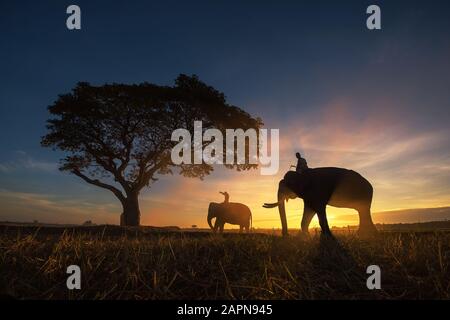 Thailand Landschaft; Silhouette Elefanten auf dem Hintergrund der Sonnenuntergang, Elefant Thai in Surin, Thailand. Stockfoto