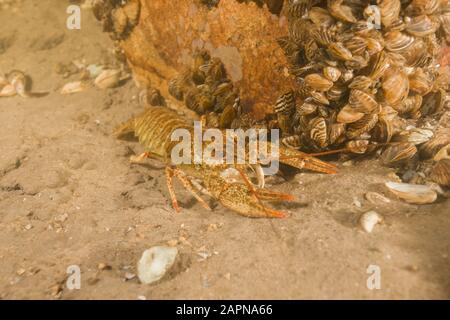 Flusskrebse (Astacus leptodactylus, Astacus astacus) auf sandigem Grund. Fluss Dnjeper, Oblast Saporischschja (Region), Ukraine, Osteuropa Stockfoto