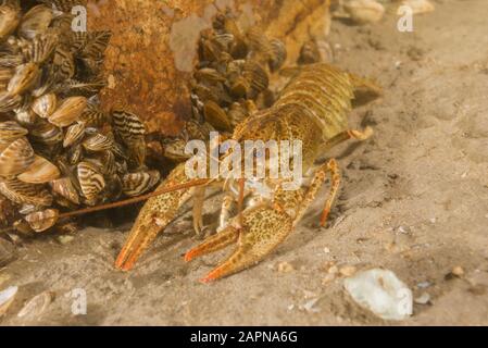 Flusskrebse (Astacus leptodactylus, Astacus astacus) auf sandigem Grund. Fluss Dnjeper, Oblast Saporischschja (Region), Ukraine, Osteuropa Stockfoto