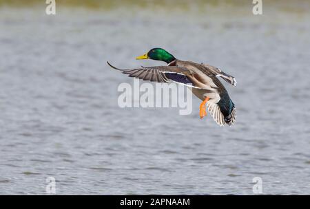 Nahaufnahme der wilden männlichen Mallard-Ente (Anas platyrhynchos) aus Großbritannien, die im Mittelflug im Feuchtgebiet Reservat isoliert wurde. Fliegender Mallard drake über Wasser, Winter. Stockfoto