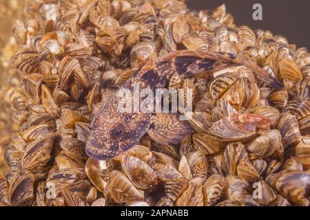 Der Close-Up von Racer Koby (Babka gymnotrachelus) liegt auf einer Kolonie Muscheln Zebramuschel (Dreissena polymorpha). Dnieper River Stockfoto
