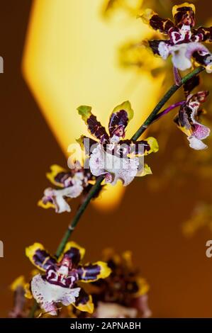 Bunte Exotische Orchidee. Nahaufnahme von glänzend gelben und violetten Blütenblättern Orchidee mit violetten Flecken auf weißer Lippe, auf verschwommem Hintergrund. Stockfoto