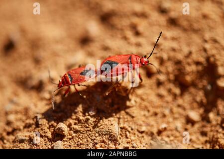 Baumwoll-Stainer-Bugs Paarung Stockfoto