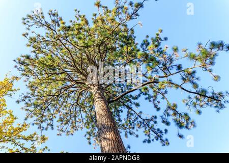 Ponderosa-Kiefer, Pinus ponderosa, Arboretum national des Barres, Frankreich Stockfoto