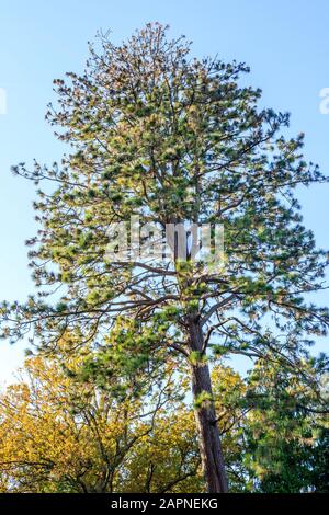 Ponderosa-Kiefer, Pinus ponderosa, Arboretum national des Barres, Frankreich Stockfoto