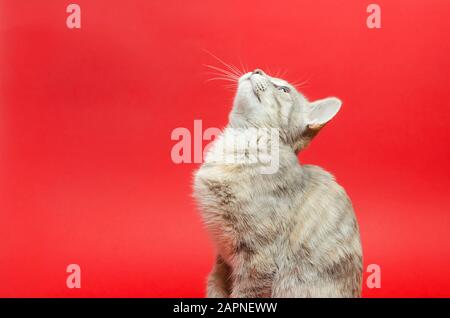 Graue Tabby-Katze auf rotem Hintergrund. Tierporträt. Haustier. Platz für Text. Kopierbereich Stockfoto