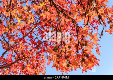 American Sweetgum, Liquidambar styraciflua im Herbst, Arboretum national des Barres Stockfoto