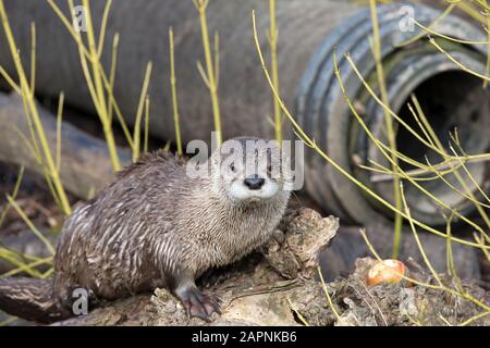Detaillierte Vorderansicht Nahaufnahme des nordamerikanischen Flussotters (Lontra canadensis), isoliert in Gefangenschaft in der Außeneinfassung des WWT Slimbridge, Großbritannien. Stockfoto
