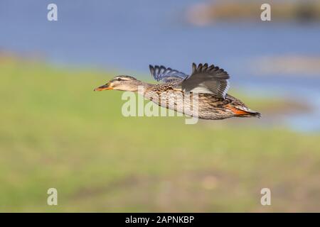 Nahe, wilde weibliche Stockente (Anas platyrhynchos) aus Großbritannien, isoliert in der Luft, Flügel ausgebreitet, Feuchtgebiete Reserve. Fliegende linke Stockente. Stockfoto