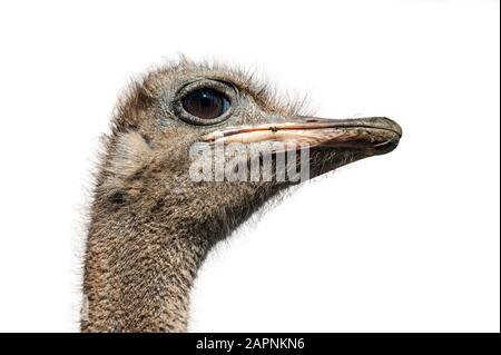 Gewöhnlicher Strauß (Struthio camelus) Nahaufnahme des Kopfes vor weißem Hintergrund Stockfoto