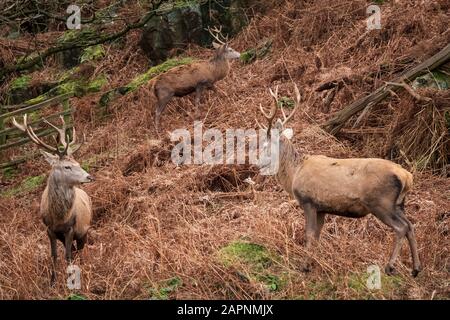 Rotwild sticht in ihren braunen Wintermänteln in Bracken. Stockfoto