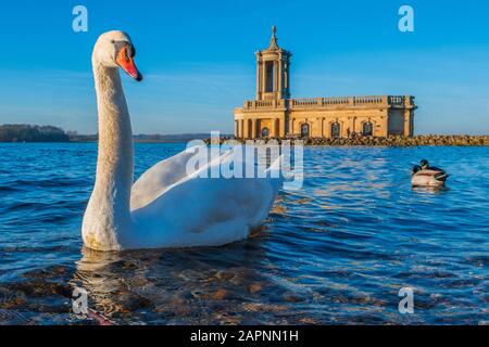 Ein Schwan vor Normanton Chuch am Rutland Water. Stockfoto