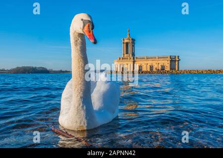 Ein Schwan vor Normanton Chuch am Rutland Water. Stockfoto