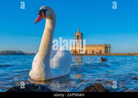 Ein Schwan vor Normanton Chuch am Rutland Water. Stockfoto