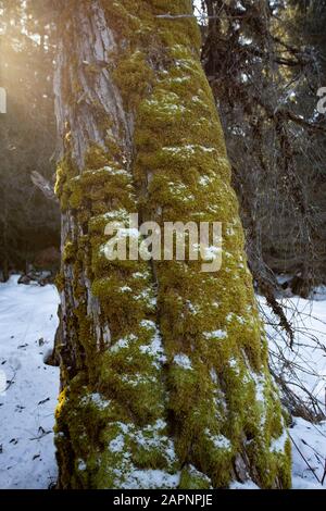 American Tree Moss (Climacium Vgl. Americanum), wächst an einem gealterten, schwarzen Baumwollbaum (Populus trichocarpa), entlang des Bull River, im Sanders County, Stockfoto