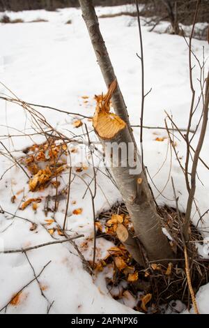 Beaver (Castor canadensis) beschädigt einen jungen Birch-Baum aus Papier (Betula papyrifera) am Bull River im Sanders County im US-Bundesstaat Montana. Königreich: Plantae Plattiert Stockfoto