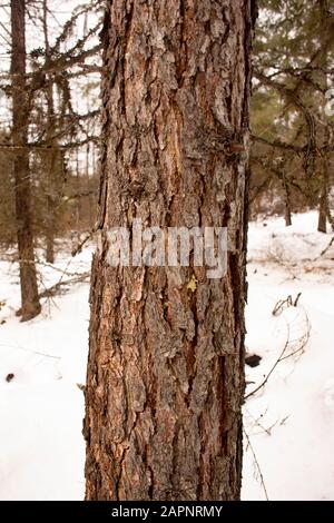 Stamm und Rinde eines westlichen Larchs, (Larix occidentalis). Die Flecken von baumsap deuten möglicherweise auf den einsetzenden Käferschaden hin. Winter. Troy, Montana. Oth Stockfoto