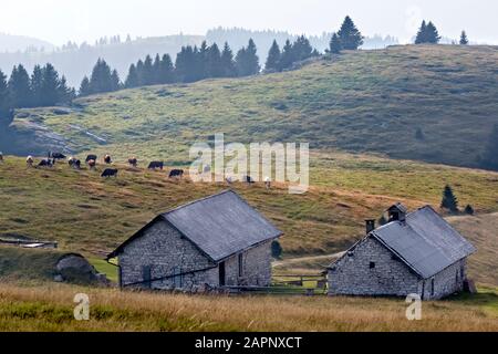 Kuh auf der Bergweide an der Malga Pioverna di Sopra. Folgaria, Cimbra Alp, Provinz Trient, Trentino Alto-Adige, Italien, Europa. Stockfoto