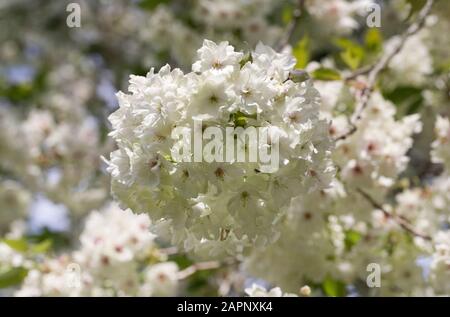 Prunus 'Ukon' Blüte. Japanese flowering cherry tree. Stockfoto