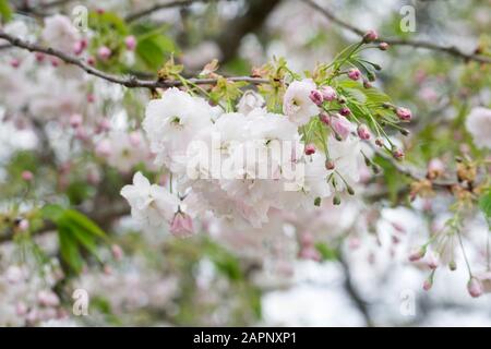 Prunus 'Choshu-hizakuru' blüht. Stockfoto